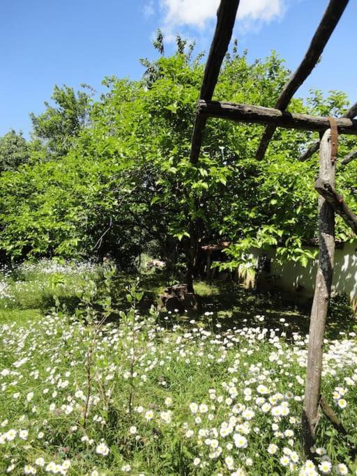 A Lovely House In Vipava Valley Exteriör bild